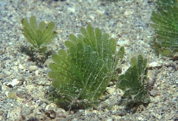 Image of Seagrass, Halophila spinulosa.